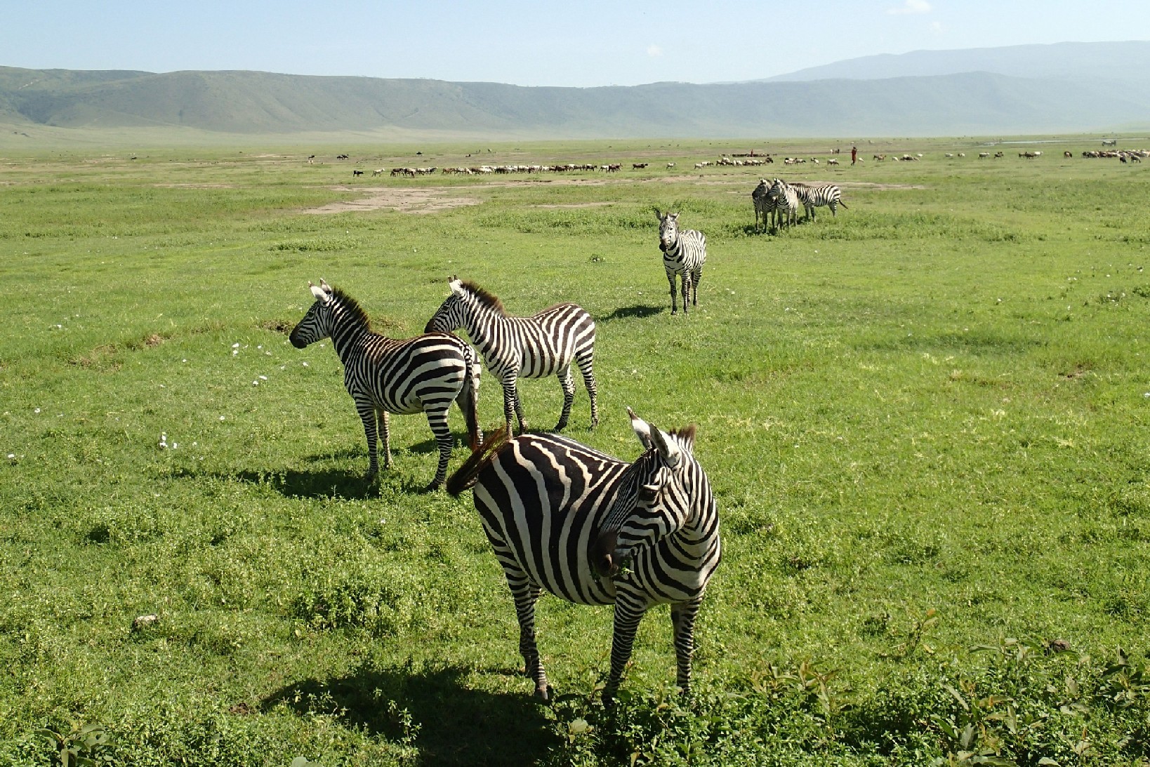 Safaris Afrikoje